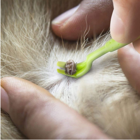 Crochets à Tiques – Lot de 3 Outils pour Chiens et Chats